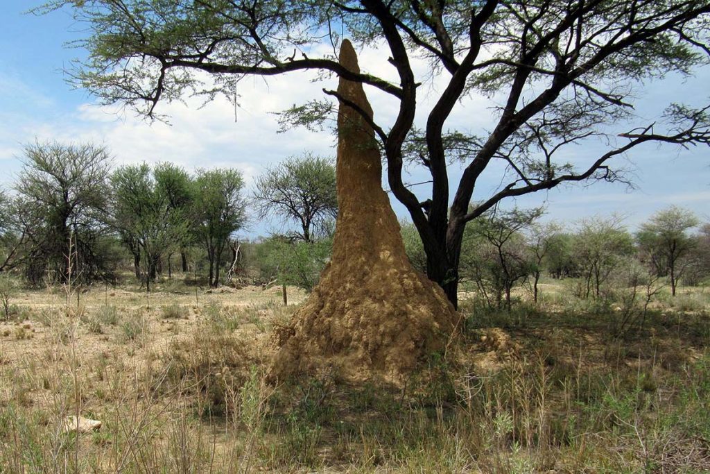 Ein hoher Termitenbau auf offener Fläche vor einem Baum_Termitenbauten sind Virbild für Lüftungssysteme_Geobiologische Wachstumsphänomene sind unser Vorbild für die Gesunderhaltung des Menschen auf der Erde.