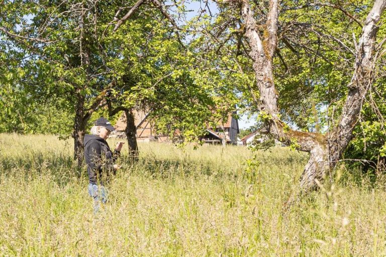 Rutengänger in der Rutengehen Ausbildung des Forschungskreises übt das Muten auf einem Grundstück mit viel hohem Gras und Bäumen im Hintergrund